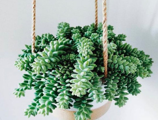 Cola de burro: la suculenta colgante fácil de cuidar que es tendencia en decoración de interiores