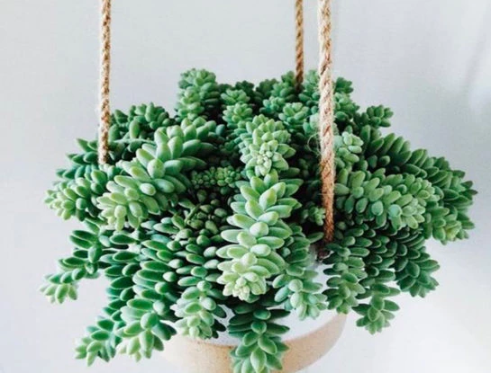 Cola de burro: la suculenta colgante fácil de cuidar que es tendencia en decoración de interiores
