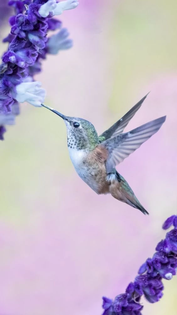 Qué tenés que tener en tu jardín para atraer colibríes: 4 flores  irresistibles para los picaflores – Revista Para Ti