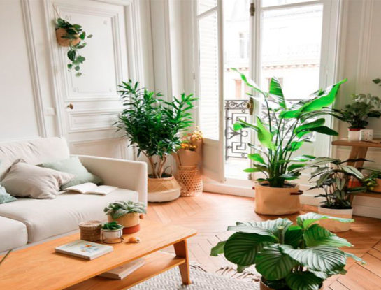 7 plantas de interior que están de moda y que decoran tu casa