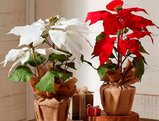 5 plantas navideñas para decorar tu casa con estilo y naturalidad