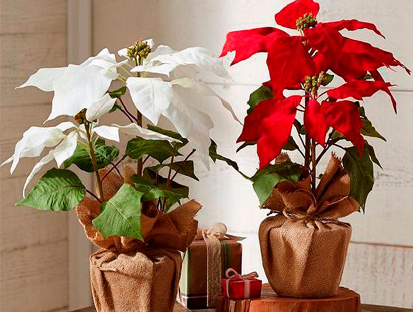 5 plantas navideñas para decorar tu casa con estilo y naturalidad – Revista  Para Ti