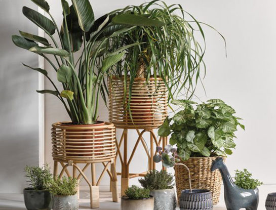 Estas son las plantas de interior que marcarán tendencia en 2022