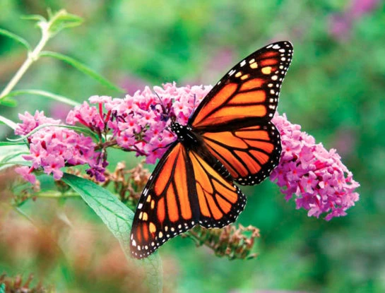 #ManualDeJardinería: más de 10 plantas para atraer mariposas