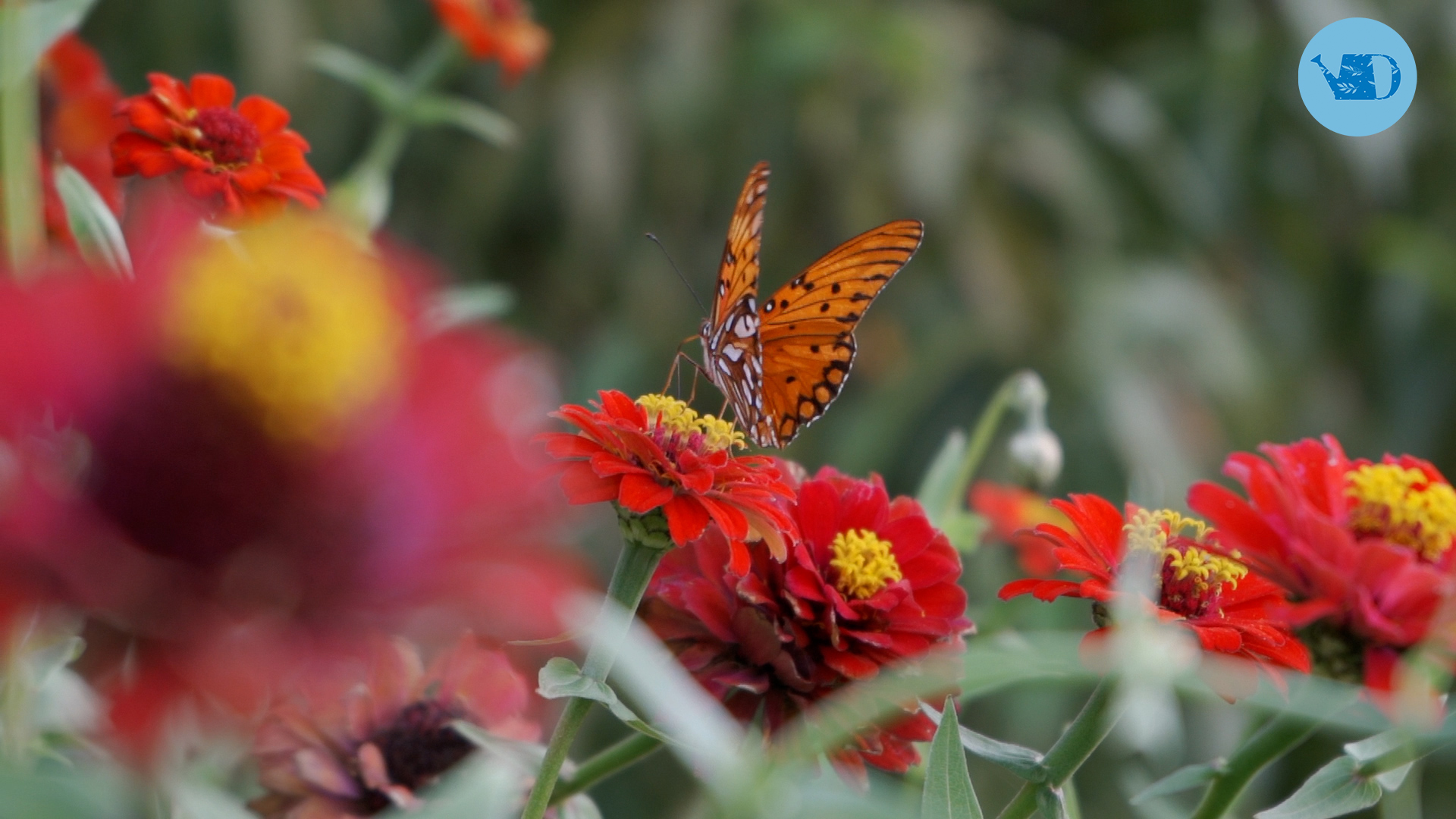 ManualDeJardinería: más de 10 plantas para atraer mariposas – Revista Para  Ti