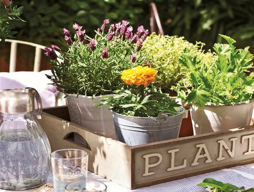 plantas que ahuyentan los mosquitos