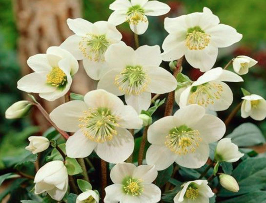 Rosa de Navidad: la planta de exterior que florece en invierno