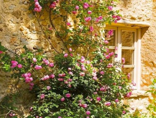 Las rosas trepadoras más lindas para darle color a tu jardín