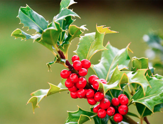 7 curiosidades que tenés que conocer sobre el acebo: una de las plantas típicas de la Navidad