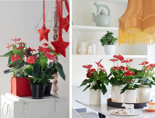 Anthurium Petite: la mini planta perfecta para decorar la mesa navideña