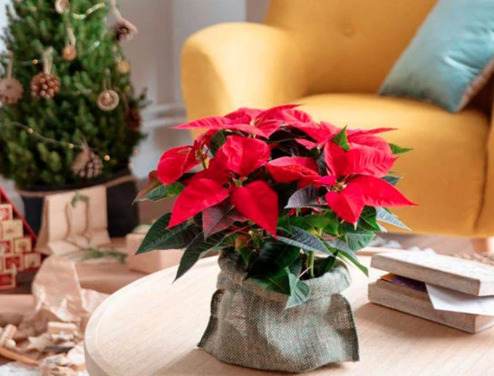 Flor de Nochebuena: la planta que no puede faltar para decorar tu mesa navideña