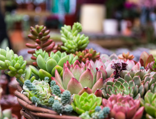 Feng Shui: cuáles son los cactus que atraen la buena suerte