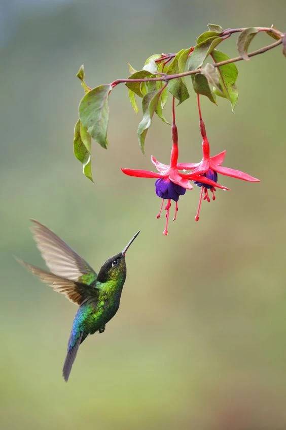 ManualDeJardinería: flores irresistibles para atraer colibríes a tu jardín  – Revista Para Ti