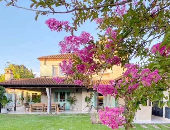 Crespón: el árbol oriental que florece en enero y tiene pétalos que parecen de papel crepé