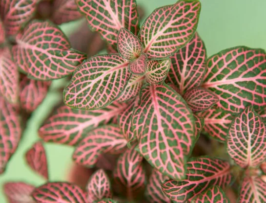 Fitonia rosa: una de las plantas más lindas y delicadas perfecta para decorar la casa