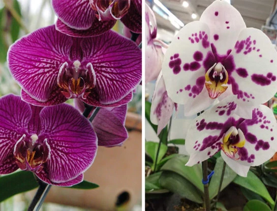 6 curiosidades que tenés que saber sobre la orquídea: una de las plantas más delicadas, elegantes y decorativas
