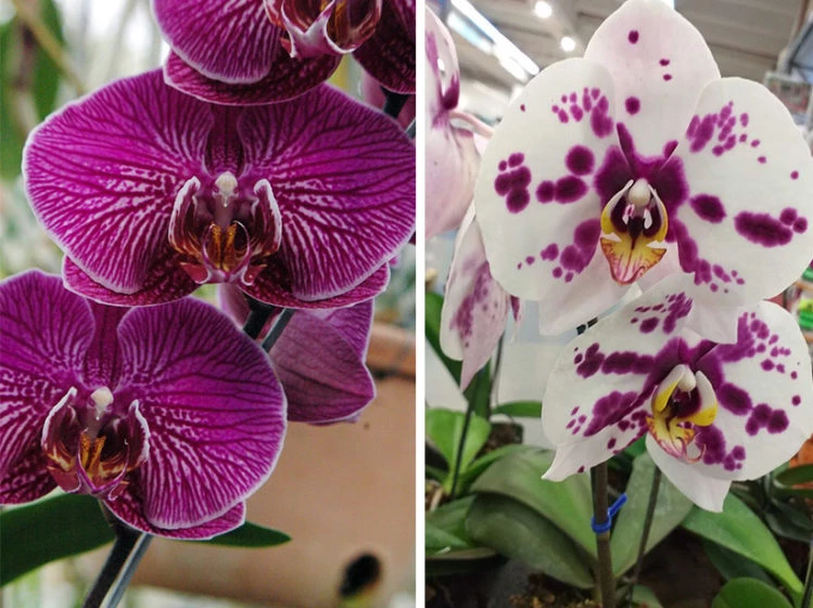 aleación Enumerar Pepino 6 curiosidades que tenés que saber sobre la orquídea: una de las plantas  más delicadas, elegantes y decorativas – Revista Para Ti