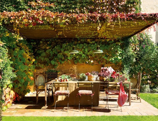 Las más lindas trepadoras con flor para darle color a tu pérgola