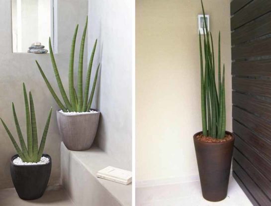 Sansevieria cylindrica: la suculenta ideal para decorar la entrada de tu casa