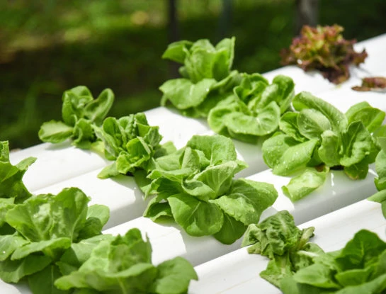 #ManualDeJardinería: todo lo que tenés que saber sobre la hidroponia, la nueva forma de cultivar alimentos