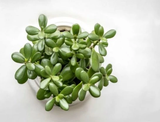 8 plantas que atraen el dinero según el Feng Shui