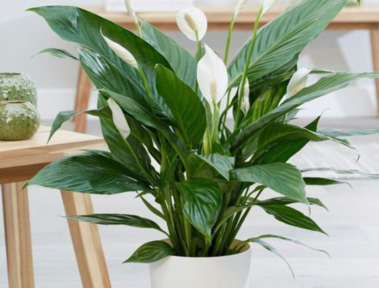 Espatifilo: curiosidades y cuidados de la planta de interior que purifica el aire y ayuda a reducir el estrés