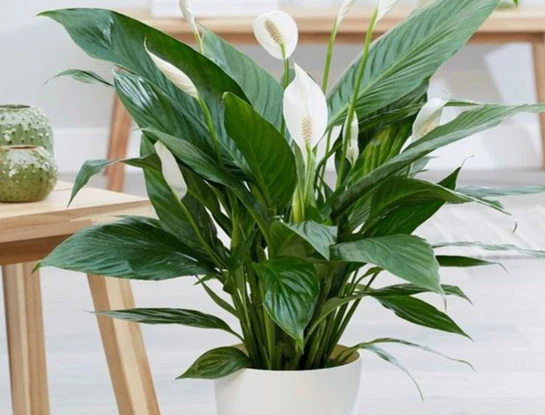 Espatifilo: curiosidades y cuidados de la planta de interior que purifica el aire y ayuda a reducir el estrés