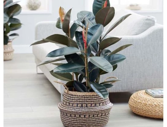 Ficus elástica: curiosidades y cuidados de una de las plantas más usadas en decoración de interiores