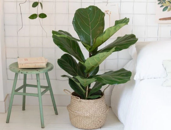 Ficus pandurata: cómo hacer para que crezca rápido y tenga más hojas