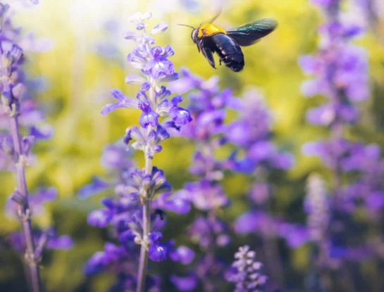 #ManualDeJardinería: las mejores plantas para atraer abejas a tu jardín