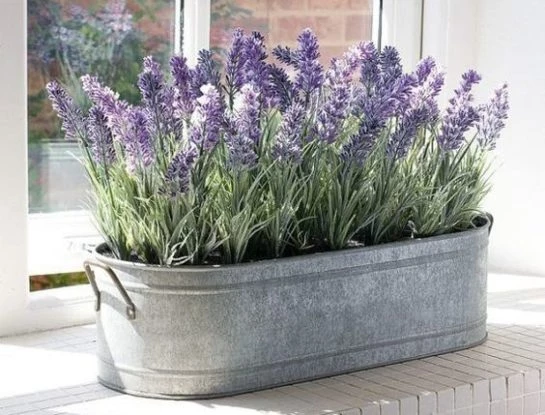 Jardinería en casa: cómo cultivar lavanda a partir de esquejes