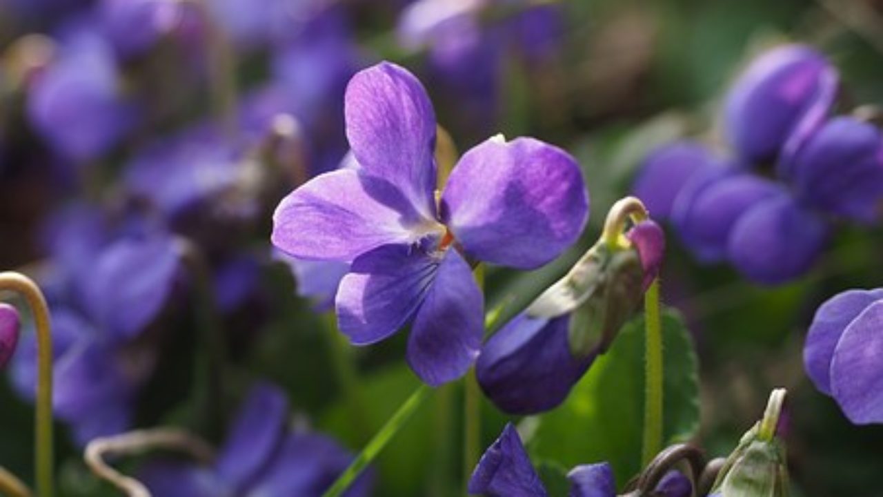 Violeta dulce: curiosidades y cuidados de la mini flor perfumada que  conquista los jardines – Revista Para Ti