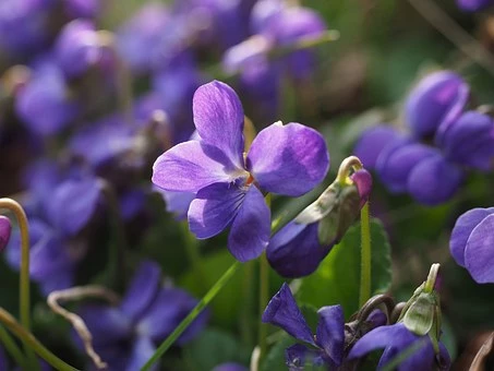 Violeta dulce: curiosidades y cuidados de la mini flor perfumada que  conquista los jardines – Revista Para Ti