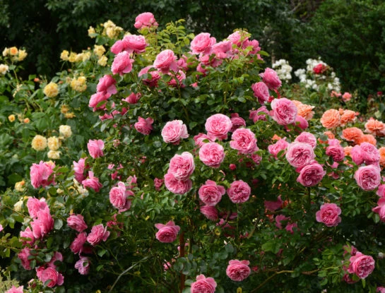 #ManualDeJardinería: trucos para que tus rosas florezcan mucho más