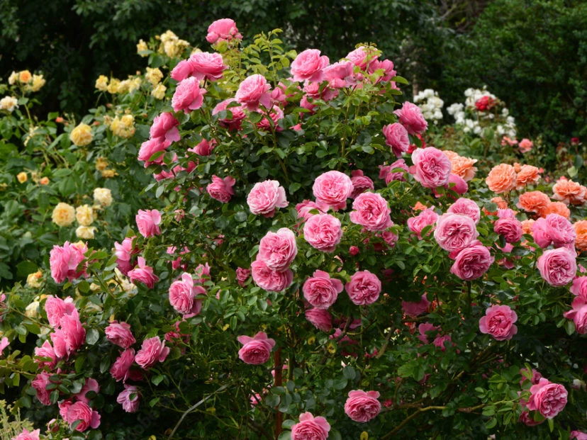 Trucos para que las rosas florezcan mucho más