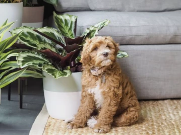 PLANTAS PET FRIENDLY