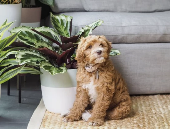 7 plantas de interior 'pet friendly' ideales para decorar (y cuidar a tu mascota)