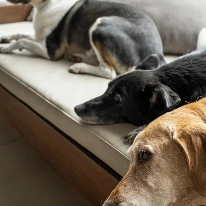 Eleonora Wexler triste por la muerte de su perrita