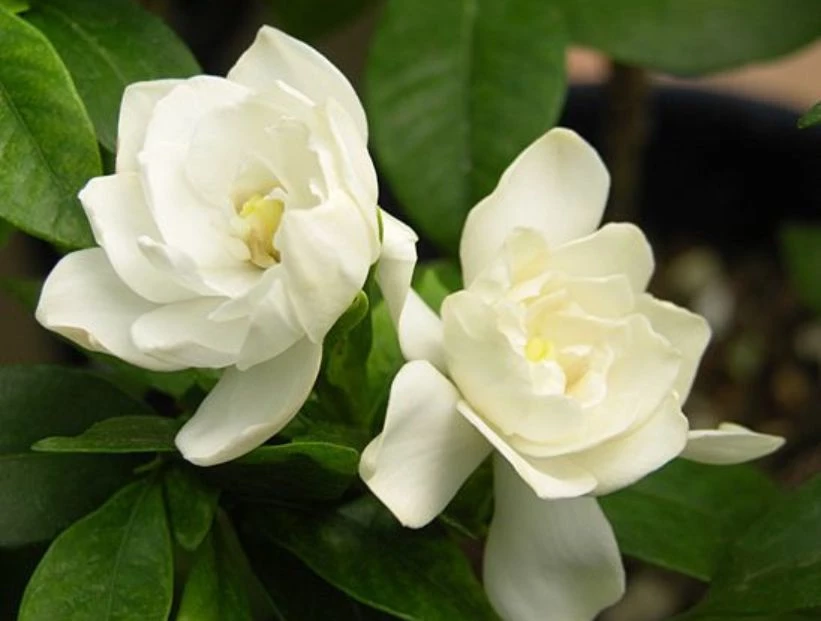 Las mejores plantas para perfumar tu jardín por las noches