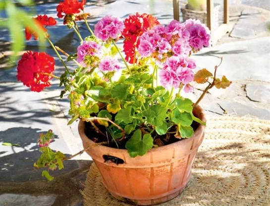 Geranio: así es la colorida planta que florece todo el año