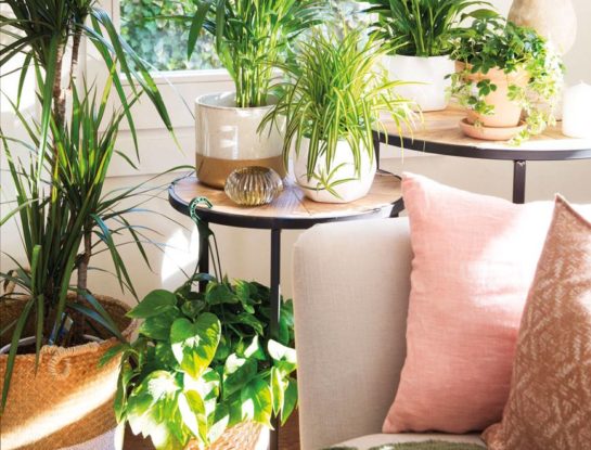 Estas son las 5 plantas que soportan más tiempo sin regar