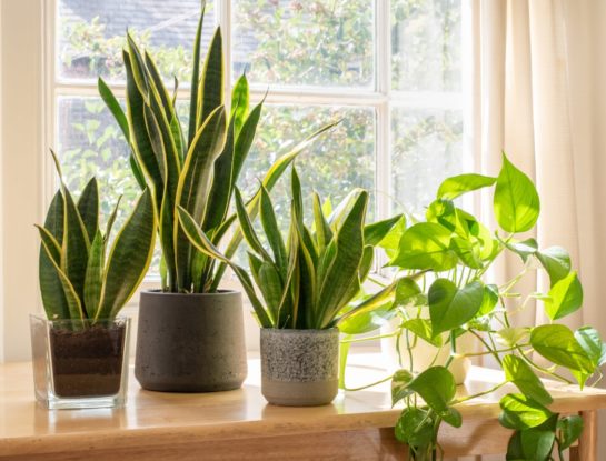 6 plantas de interior que crecen rápido y decoran tu casa
