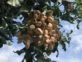 árbol de pistacho