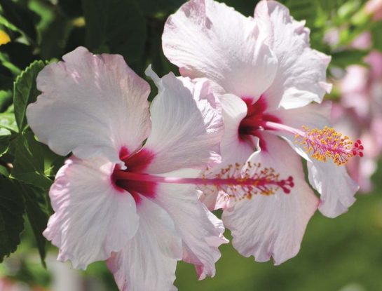 Rosa china: curiosidades y cuidados de una de las flores más bellas y beneficiosas que existen