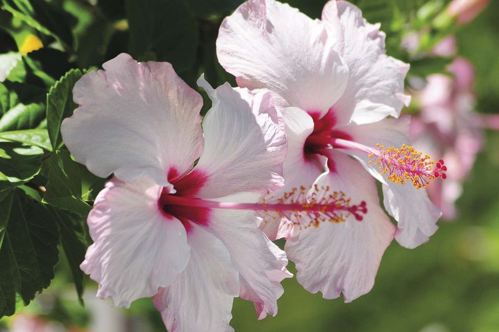 Rosa china: curiosidades y cuidados de una de las flores más bellas y  beneficiosas que existen – Revista Para Ti