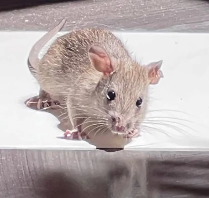 Un ratón apareció en la casa de la China Suárez