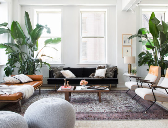 Los bananeros son tendencia: tips para cuidarlos e incorporarlos al interior