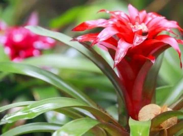 BROMELIA LA PLANTA DEL AÑO NUEVO CHINO 2022