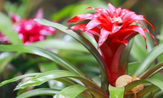 BROMELIA LA PLANTA DEL AÑO NUEVO CHINO 2022