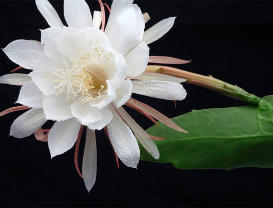 Dama de noche: curiosidades y cuidados de la exótica flor que solo vive unas horas